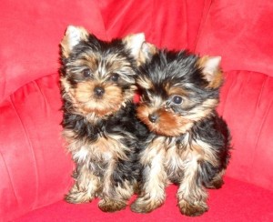 Outstanding  Yorkshire terrier puppies for adoption