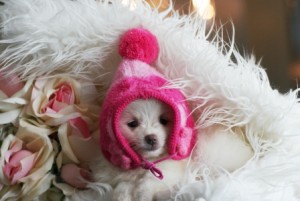 Two gorgeous Tea Cup pomeranian Puppies for Adoption.