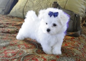 Teacup and Toy Maltese Puppies (Boys &amp; Girls) for Adoption