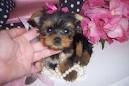 Lovely and adorable male and female yorkie puppies for adoption..