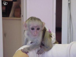 Cute and adorable baby Capuchin Monkeys ready for Adoption