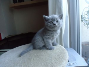 Celebrity X-MASS Male And Female British Blue Short Hair  Kittens For Sale Now Ready To Go Home.