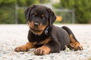 Xmas Male and Female Rottweilers Puppies For Adoption