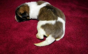 I have a cute male Akita puppy for sale