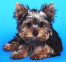 Yorkie puppies sweet home