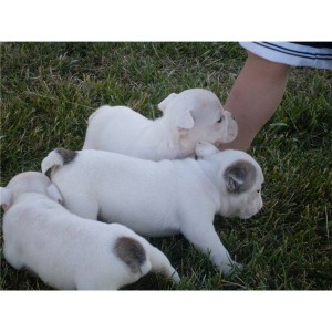 X-Mass Mini Bulldog Puppy text us :(240) 766-7469