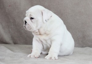 X-Mass Mini Bulldog Puppy text us :(240) 766-7469 for more info