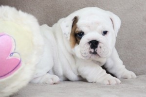 Mini Bulldog Puppy text us :(240) 766-7469 for more info