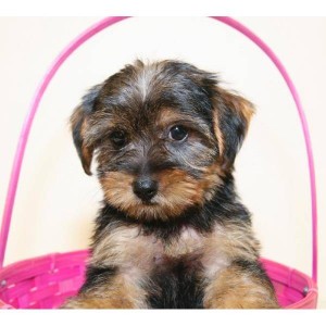 Gorgeous Male and Female Teacup Yorkie Puppies for adoption..xmas