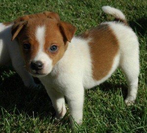 LOVELY AND ADORABLE JACK RUSSEL PUPPIES FOR FREE ADOPTION.GET BACK TO ME WITH YOUR PHONE NUMBER.