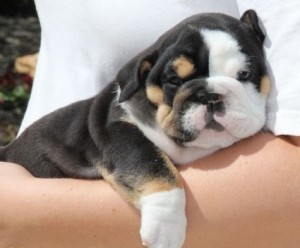 Amazing X-Mass Mini Bulldog Puppy text us :(240) 766-7469