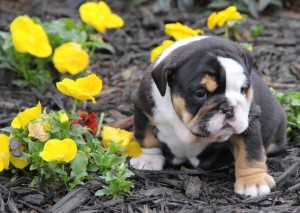 Gorgeous Amazing X-Mass Mini Bulldog Puppy text us :(240) 766-7469