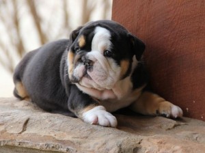 Cute Mini English Bulldog Puppy text us :(240) 766-7469 for more info