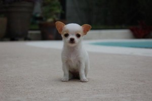 Xmas chihuahua For Adoption do not miss this one