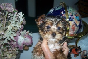 cute and lovely yorkie puppies for sales