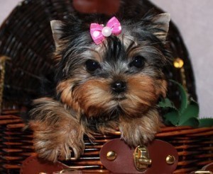 Adorable home trained Maltese puppies.