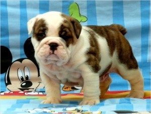 Christmas ENGLISH BULL DOG puppies