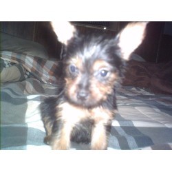 Cute and outstanding Yorkie puppies available for adoption