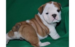 AKC Charming Male And Female English Bulldog Puppies for free adoption