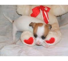 Beautiful Walpen Chihuahuas puppies for adoption