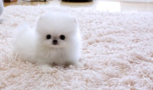 ***White and Black Pomeranian puppies for Adoption***