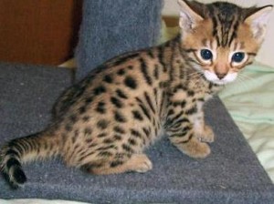 Extra Charming ,bengal kitten FOR RE HOMING