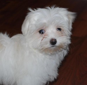 Maltese puppies cute teacup female and male  for adoption