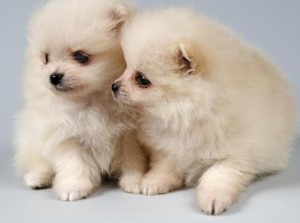 Lovely Pomeranian puppies for Xmas gift!