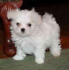 Maltese puppies cute teacup female and male  for adoption