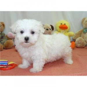 Maltese puppies cute teacup female and male for adoption