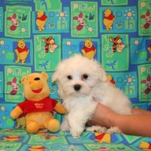 Adorable Maltese puppy want a good and nice family for adoption