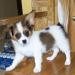 ADORABLE PAPILLON READY FOR A NEW HOME