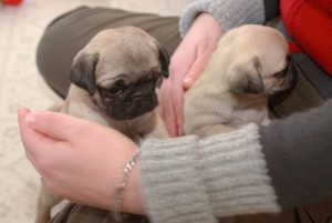 Lovely male &amp; female pug puppies here for adoption