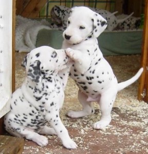 Harlequin Great Dane Puppies! Beautiful