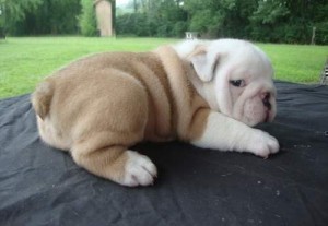 AKC Registered English Bulldog Puppy