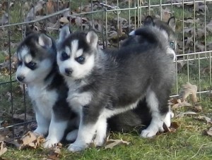 gorgeous dilute black/white female  Siberian Husky Puppies