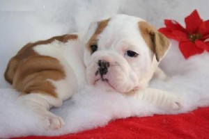 Cute and loving English Bulldog for sale