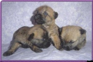 Cairn Terrier Pups