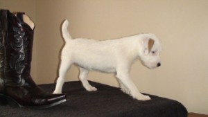 Male Jack Russell Puppy for sale