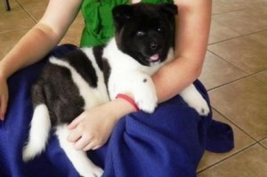 11 weeks old -Xmas  Male and female Akita puppies  for  sale