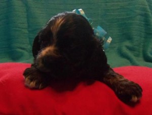 Cocker Spaniels  pups for sale