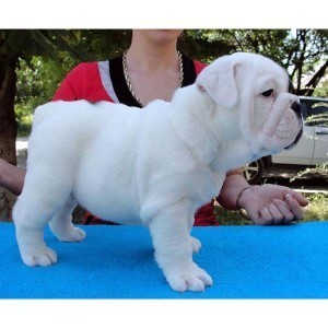 Xmas English Bulldog Puppies For Adoption .