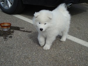 fluffy, snow-white puppies Breed Samoyed (Samoyed)