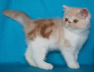 Two Excellent Exotic  Kittens For Sale