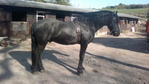 Extremely loving and kind natured Friesian horse available