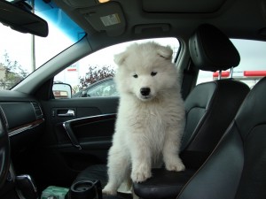 Charming and white samoyed puppy for you this season