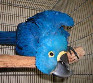 Hyacinth Macaw Birds For Free Re Homing To Any Loving HOME TEXT AT (347) 921-0128