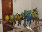 Blue and Gold Macaw for adoption