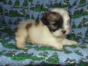 Candy Cane~Sweet Buttercup Puppy! Holistically Raised~~