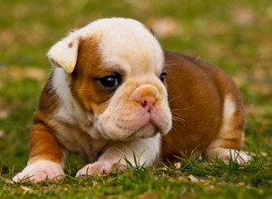 vet checked/ registered English bulldog puppies.